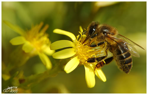 abeja