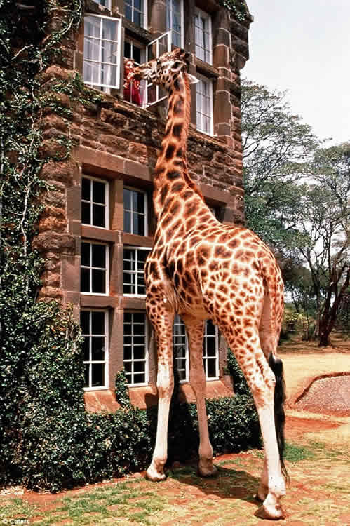 jirafas-casa-africa-ventana