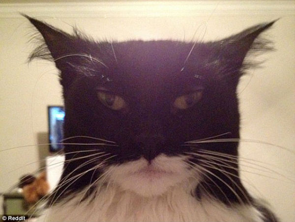 Catman