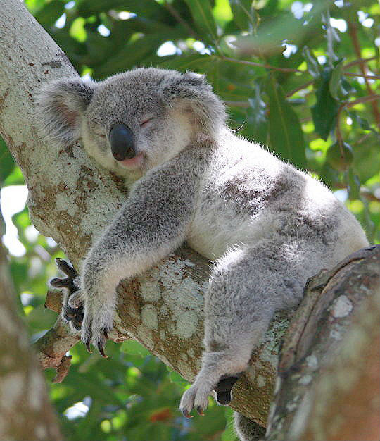10 Curiosidades Del Koala Planeta Curioso