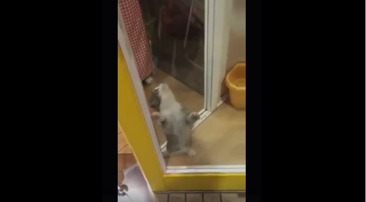 Video Del D A La Tierna Reacci N De Un Gatito Al Ver A Su Due O