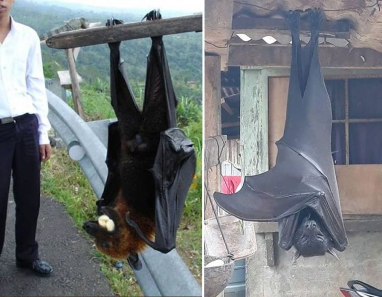 Un murciélago gigante hallado en Filipinas