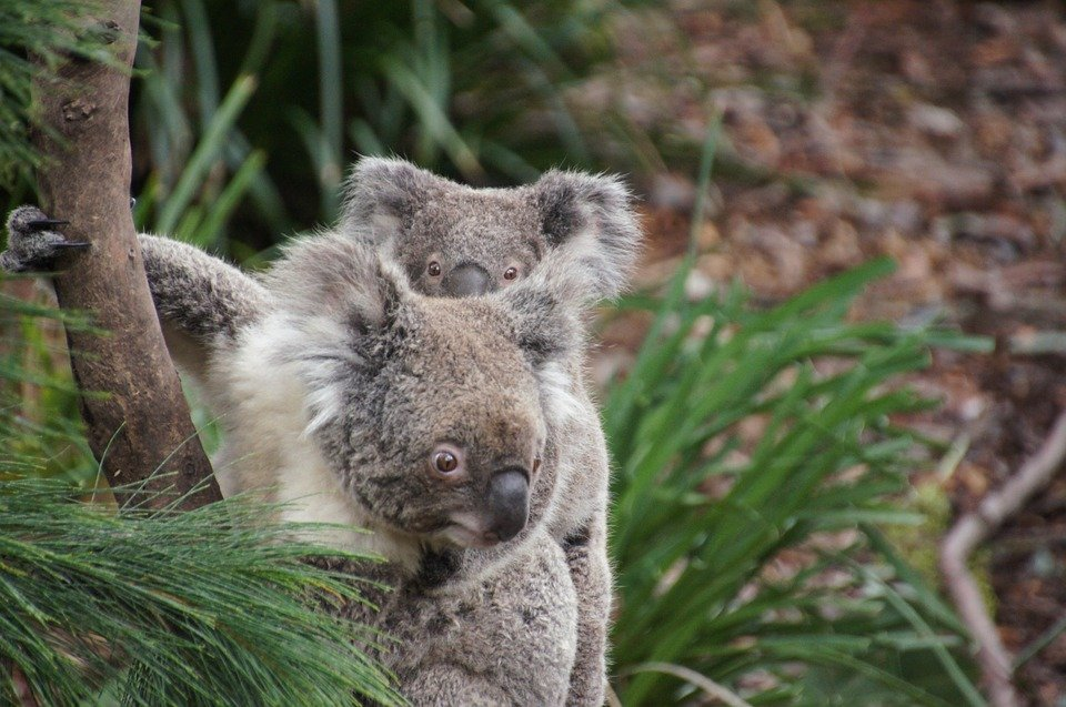 Curiosidades De Los Koalas Que No Dejan De Sorprendernos