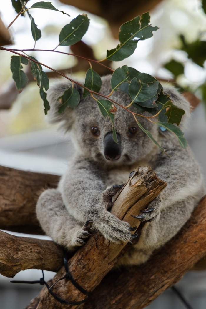 23 Curiosidades De Los Koalas Que No Dejan De Sorprendernos