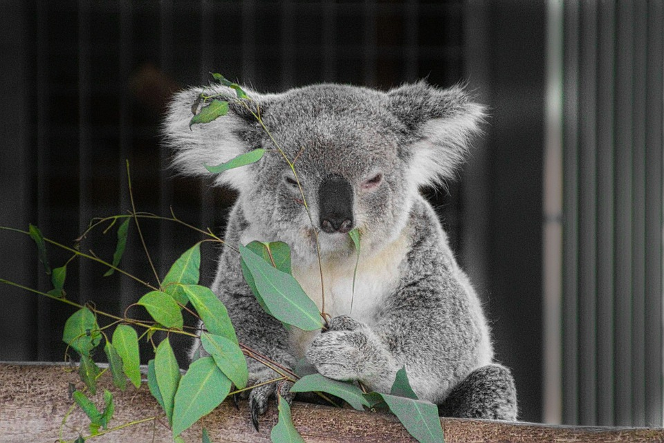 Curiosidades De Los Koalas Que No Dejan De Sorprendernos