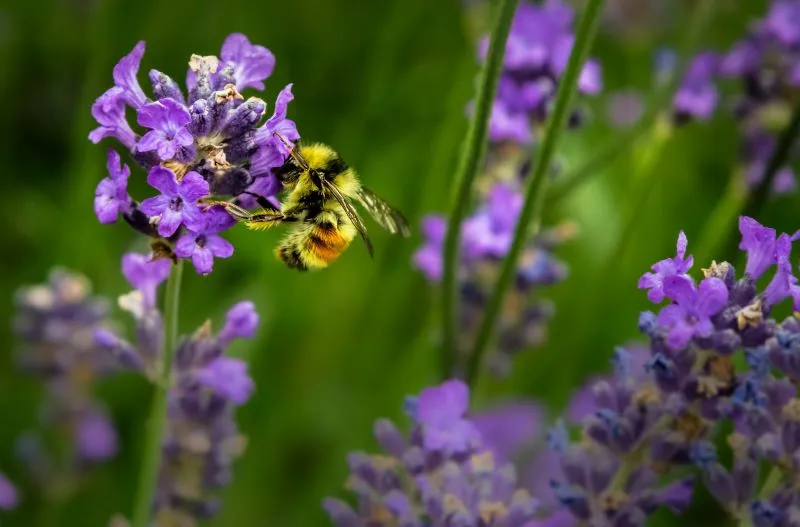 Una abeja posada sobre una flor morada