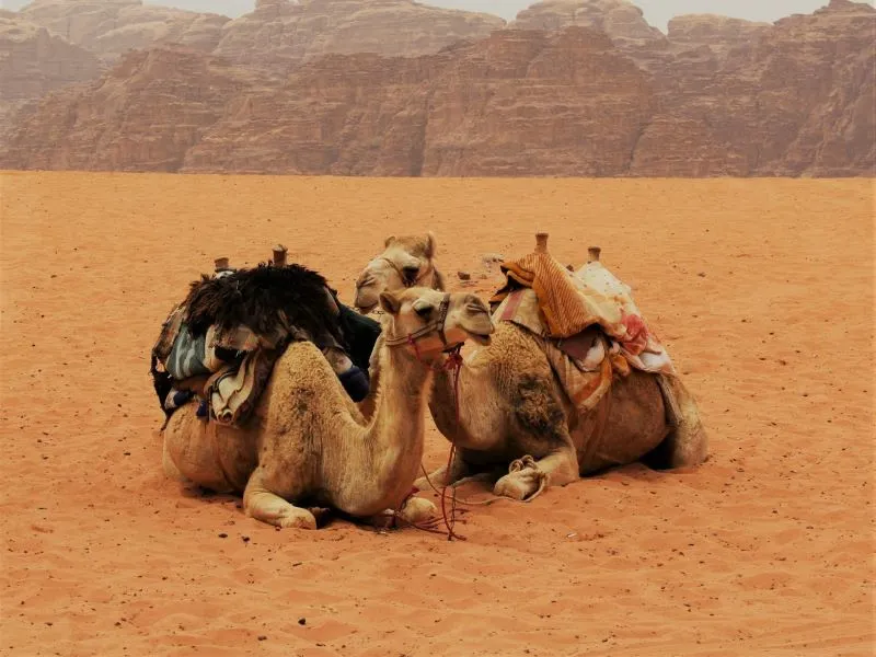 Dos camellos sentados en la arena marrón del desierto cerca de las montañas