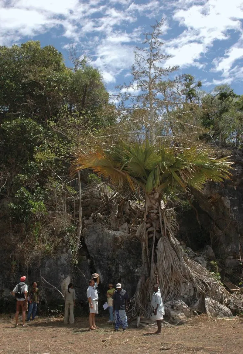 Palma Tahina en Madagascar