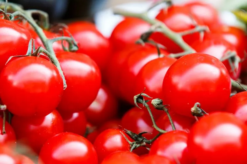 Un montón de tomates rojos maduros 