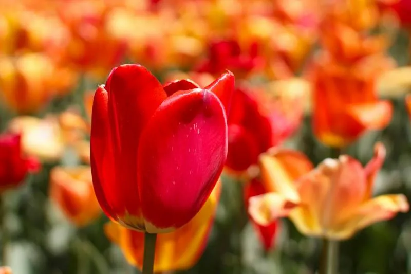 Tulipán rojo en medio de un campo de floresz