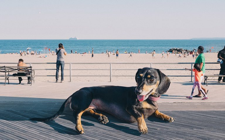 Artista lleva su perro salchicha gigante a Brooklyn para abordar un