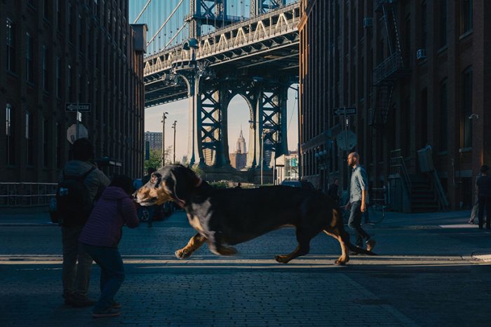 Artista lleva su perro salchicha gigante a Brooklyn para abordar un