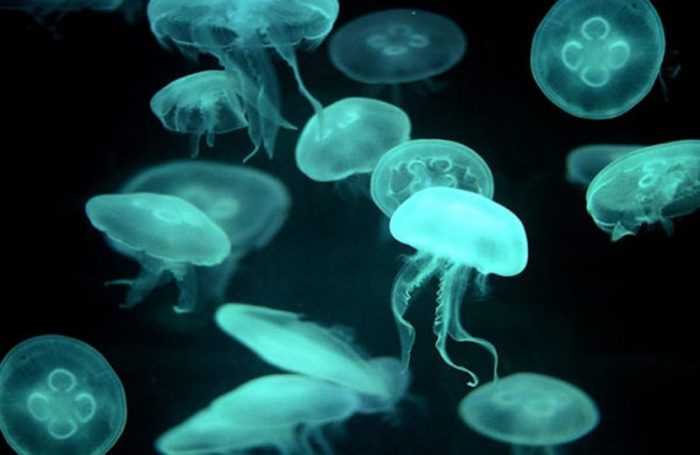 25 Datos Curiosos Que Desconocías De Las Medusas Planeta Curioso