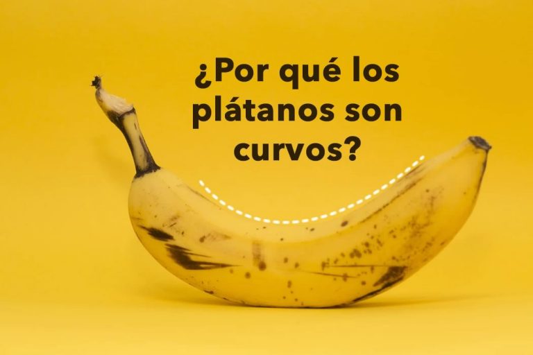 17 Datos Curiosos Para Niños Que Tal Vez Ni Tú Sabías - Planeta Curioso