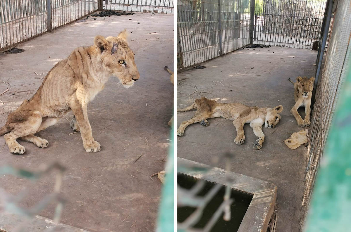 Los leones en Sudán están muriendo de hambre y se lanzó una campaña viral  para ayudarlos - Planeta Curioso