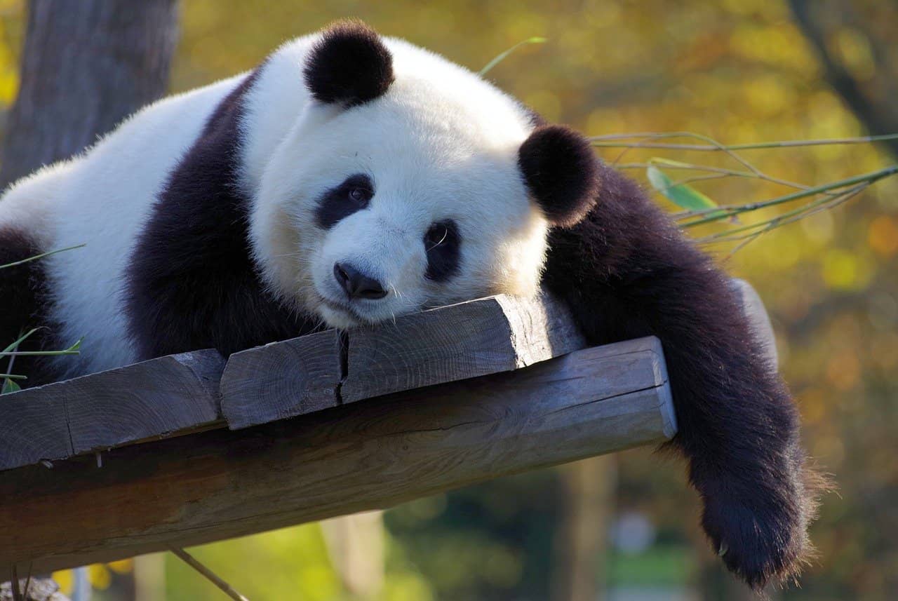 Panda descansando