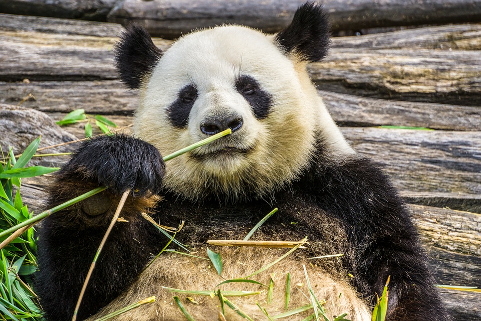 Panda comiendo