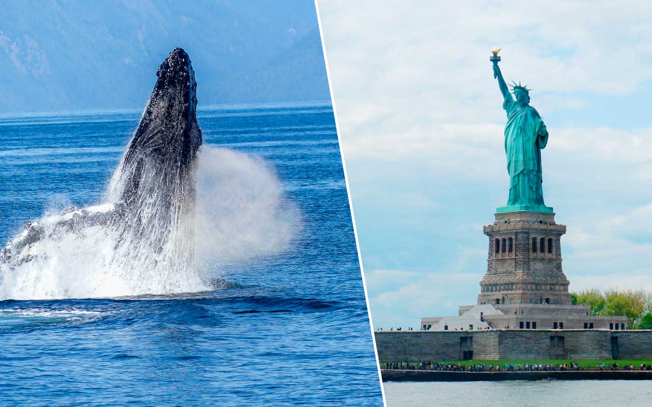 Ballena jorobada visita estatua libertad