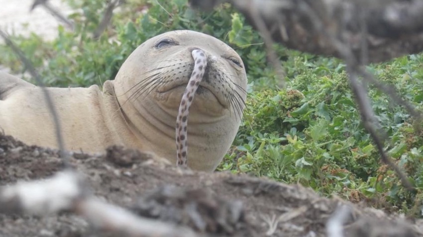 Foca con anguila nariz