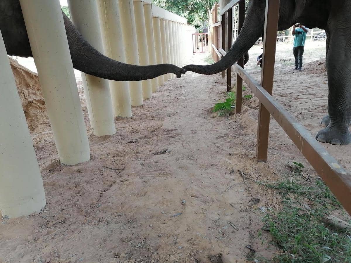 Kaavan el elefante en Camboya