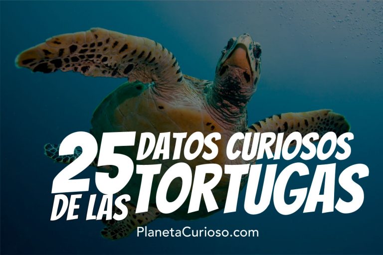 Datos Curiosos De Las Tortugas Que No Sab As Planeta Curioso My Xxx Hot Girl 