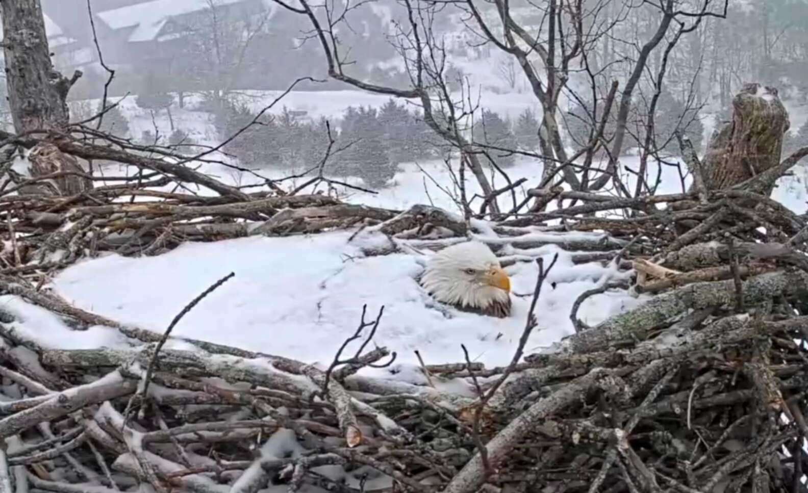 Esta increíble mamá águila protege su nido a pesar de las intensas nevadas  - Planeta Curioso