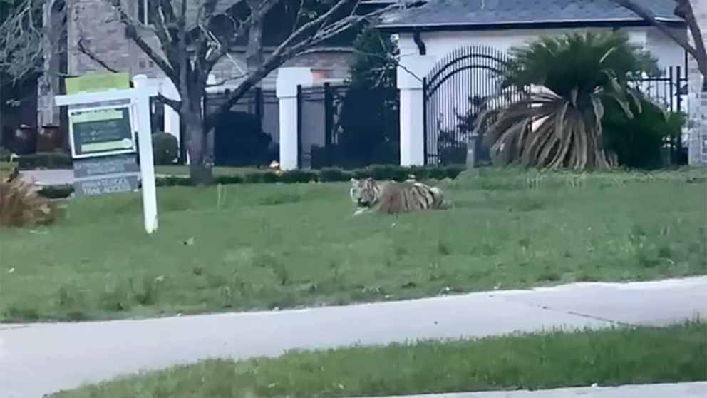 tigre perdido en Houston