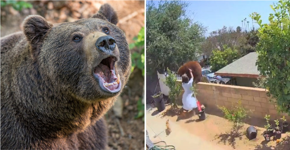 Joven defiende perros de un oso