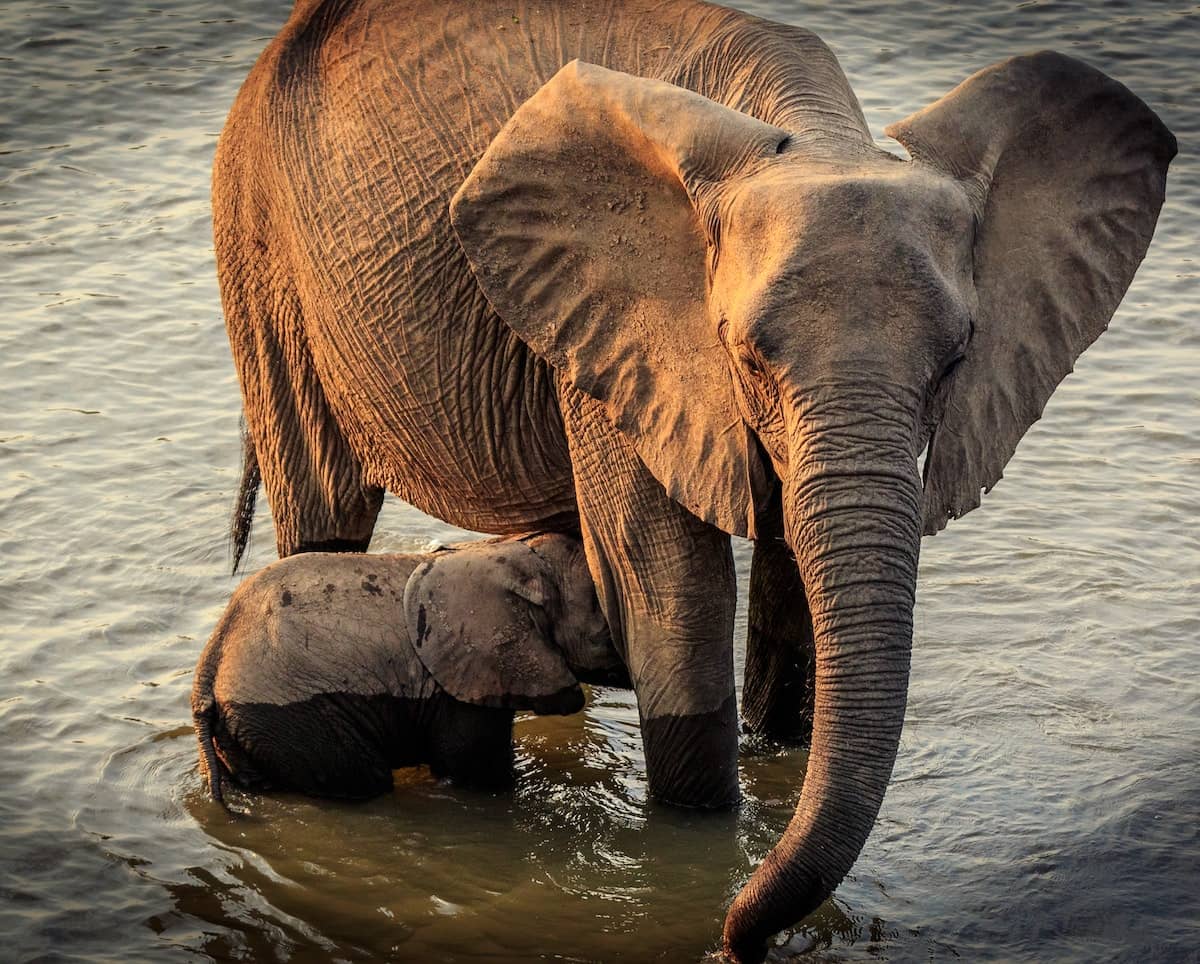 Trompa del elefante truco