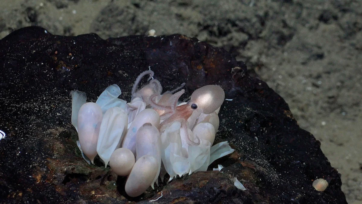 pulpos de aguas profundas descubiertas