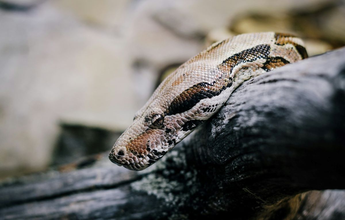 Una serpiente pitón